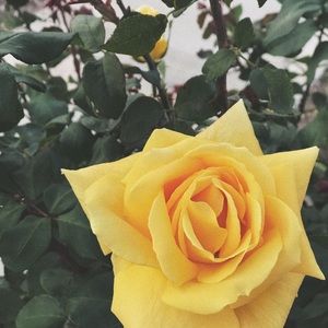 Meet your Posher, Messinda